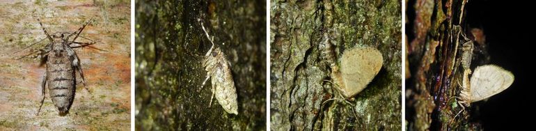 Twee vrouwtjes (links) en twee paringen (rechts) van de kleine wintervlinder