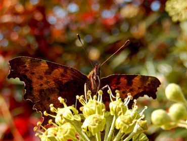 De gehakkelde aurelia gebruikt de klimop om nog wat laatste nectar te drinken en kruipt vervolgens weg voor de overwintering