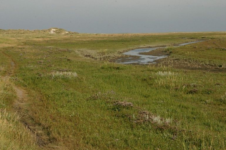 In zoutmoerassen, zoals deze kwelder op Schiermonnikoog, leefde vroeger de dunbekwulp