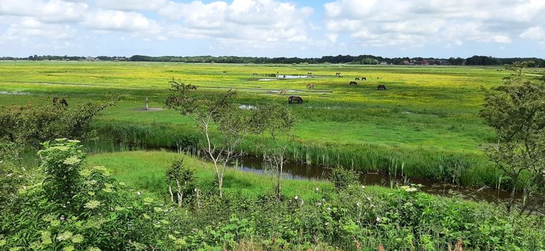 De Groote Wielen: een gebied met boezemmeertjes, zomerpolders en winterpolders met hoge waterpeilen