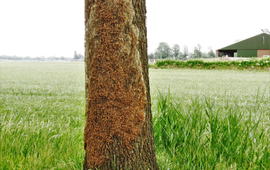 Eik in wegberm met eikenprocessierupsen