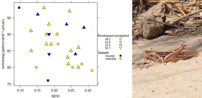 Vertrekdatum van Grauwe Kiekendieven uit hun wintergebied in relatie tot de groenschaal van de vegetatie. NDVI=normalized difference vegetation index.