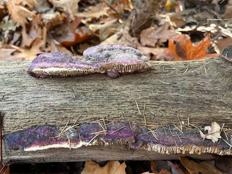 De paarse gloed op deze doolhofzwam is het werk van de hangende zwameter