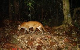WWF-Malaysia_Azlan Mohamed_Leibniz-IZW Asian golden cat; single use