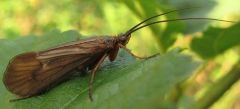 Volwassen schietmot (Anabolia nervosa)