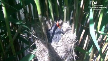 Binnen een week groeide het koekoeksjong al bijna het nest uit.