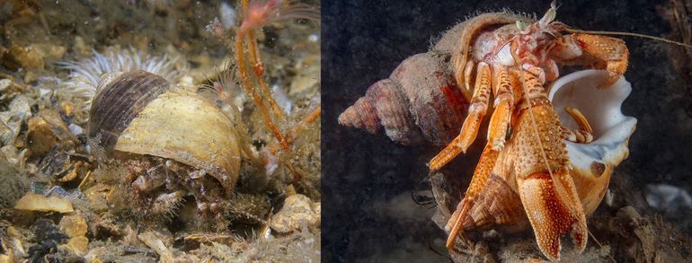 De Harige heremietkreeft is veel kleiner dan de Grote (of Gewone) heremietkreeft en leeft dus in kleinere schelpen. Bijvoorbeeld (links) die van een Gewone alikruik (Burghsluis, 12 april 2025). Volgroeide Grote heremietkreeften (rechts) zoeken als ze groter worden meestal de schelp van een Wulk. Ze vechten er zelfs om
