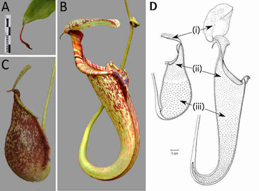 Two types of pitchers on one plant: the round ones are the bottom pitchers