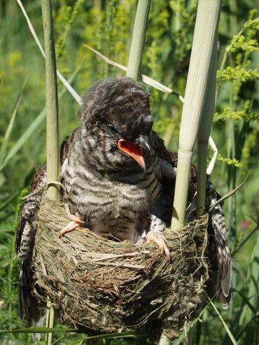 Young cuckoo in nest