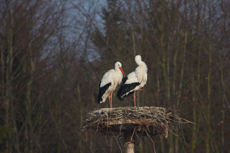 Ooievaars in de Flevopolder