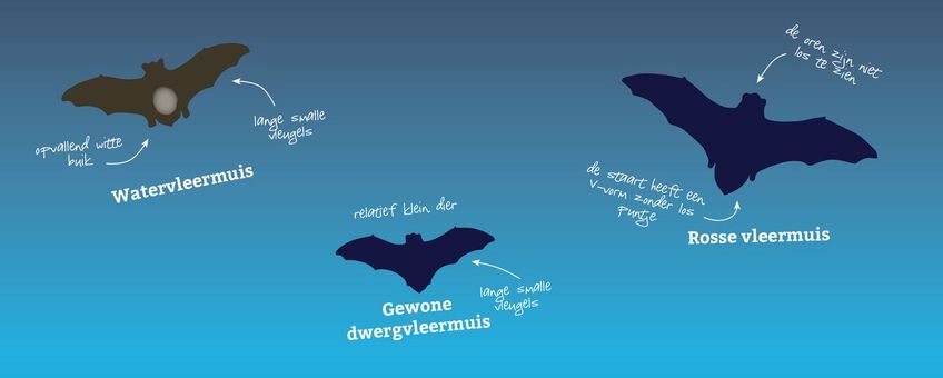 Herken de vleermuizen in je tuin met de Zoekkaart voor de meest voorkomende vleermuizen in Nederland.