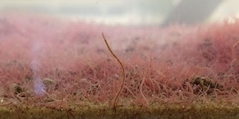 Slingerworm (familie Tubificidae), een van de soorten in het onderzoek