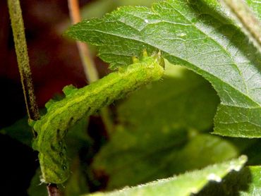 De rups van de agaatvlinder kun je op allerlei planten tegenkomen