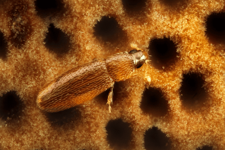 De vuurzwamveervleugelkever is de kleinste kever van Europa