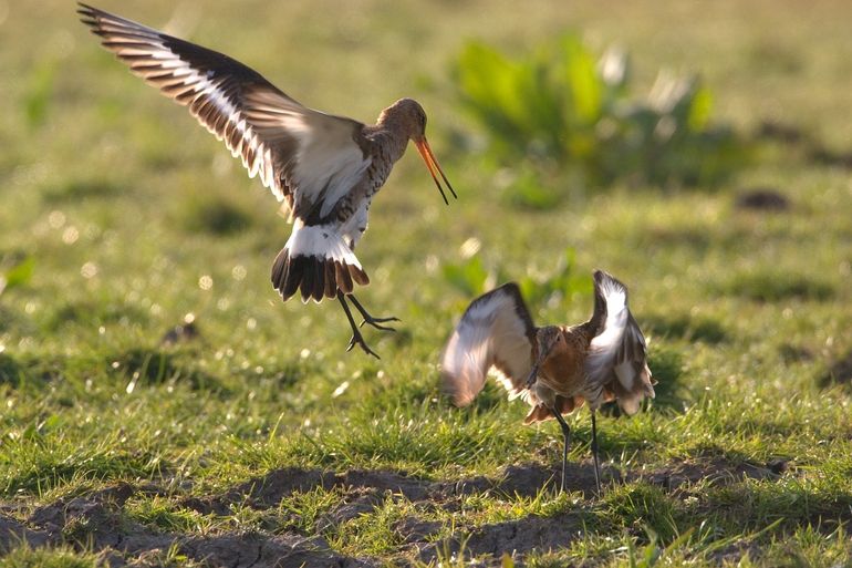 Baltsende grutto's