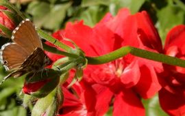 geraniumblauwtje op Pelargonum - primair