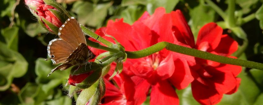 geraniumblauwtje op Pelargonum - primair