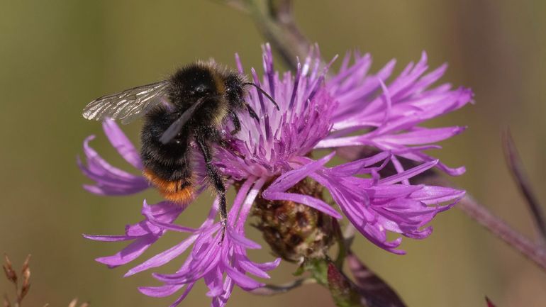 Er worden dit jaar opvallend weinig steenhommels geteld in het Meetnet Hommels