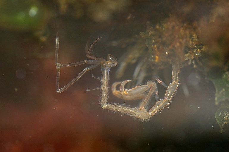 Machospookkreeftjes doen het goed op begroeide kunstmatige substraten, zoals ankertouwen, netten, boeien, pontons en boten