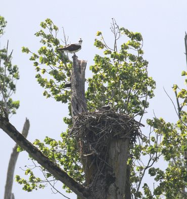 Visarend in de Huiswaard, Biesbosch