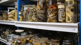 De Reptielen en Amfibieën-collectie van Naturalis.