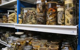 De Reptielen en Amfibieën-collectie van Naturalis.