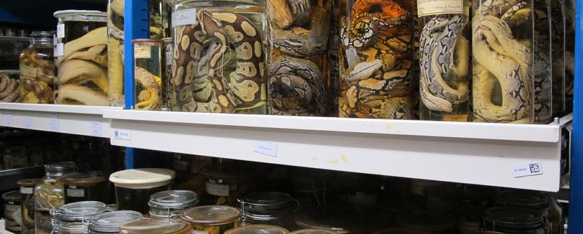 De Reptielen en Amfibieën-collectie van Naturalis.