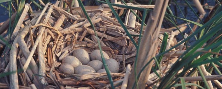 Nest meerkoet