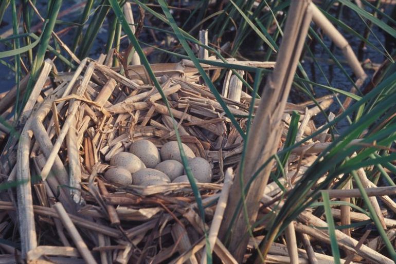 Meerkoetnest