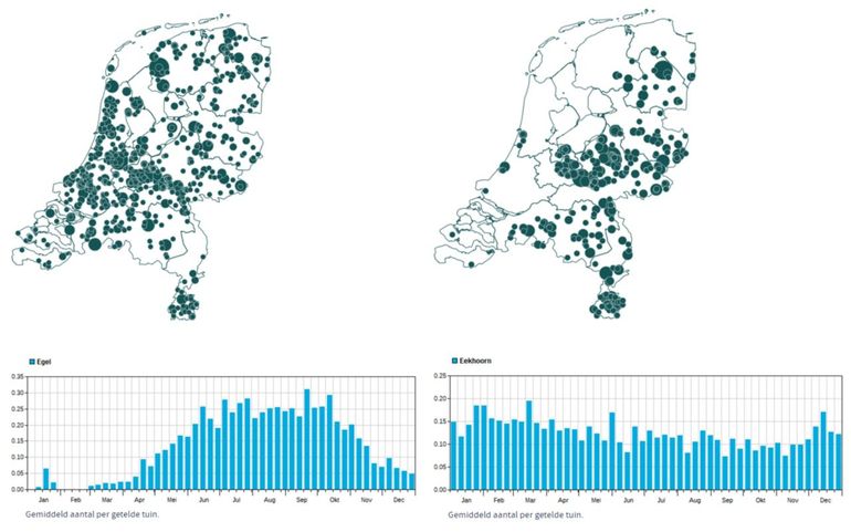 Seizoensverloop en landelijke spreiding van de doorgegeven waarnemingen van de egel (links) en eekhoorn (rechts).