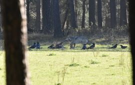 Wolf en raven bij het kadaver van een edelhert op de Veluwe. EENMALIG GEBRUIK VIA ARK NATUURONTWIKKELING