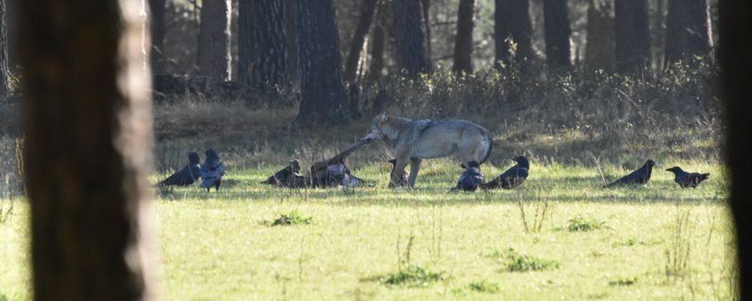 Wolf en raven bij het kadaver van een edelhert op de Veluwe. EENMALIG GEBRUIK VIA ARK NATUURONTWIKKELING