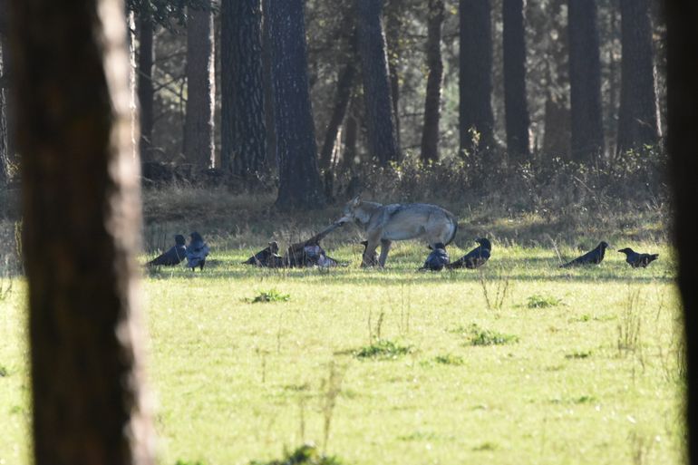 Wolf en raven bij het kadaver van een edelhert op de Veluwe