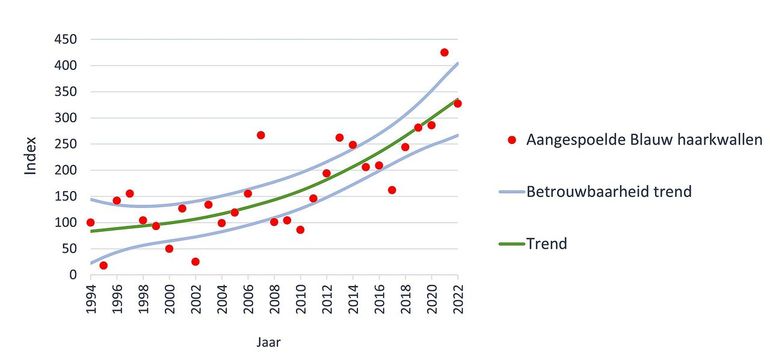 Toename van het aantal aangespoelde Blauwe haarkwallen op onze Noordzeestranden op basis van systematische tellingen (Strandaanspoelsel Monitoring Project). Weergegeven is de index berekend op basis van de waargenomen Gemiddelde Abundanties (rood). Daarbij is 1994 op 100% gesteld. De berekende trend wordt weergegeven door de groene lijn.