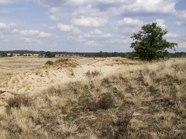 Stuifzand, het leefgebied van de kleine heivlinder, is droog en schraal