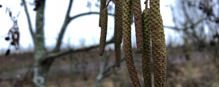 20190110_Els bijna in bloei Arnold van Vliet