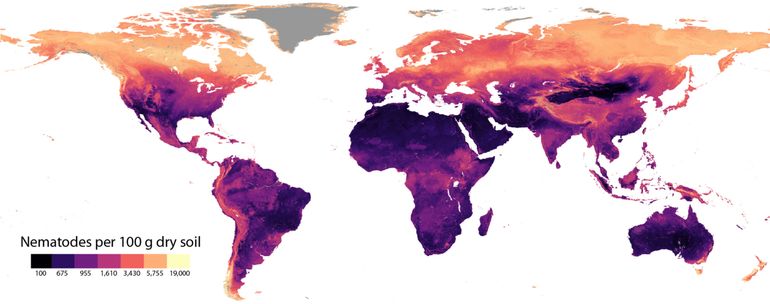 Wereldwijde nematodendichtheid in de boderm