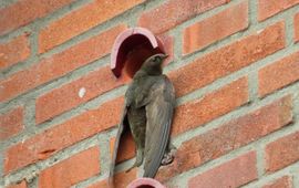 XJochemx.nl, CC BY-SA 4.0 Common Swift. Gierzwaluw. Apus_apus. Clinging to wall