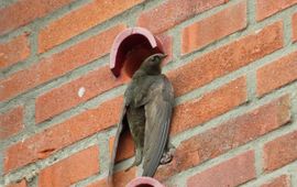 Common Swift. Gierzwaluw. Apus_apus. Clinging to wall