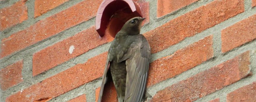 Common Swift. Gierzwaluw. Apus_apus. Clinging to wall