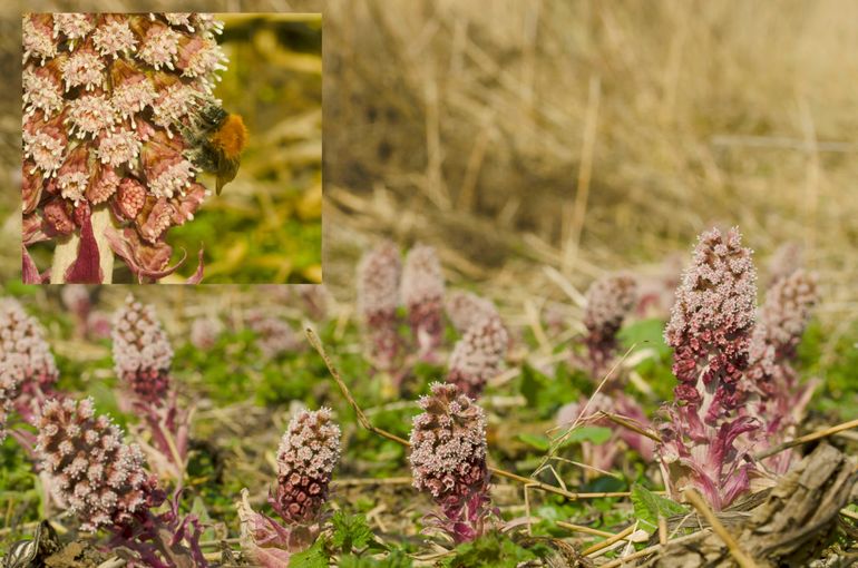 Koningin akkerhommel op bloem van groot hoefblad