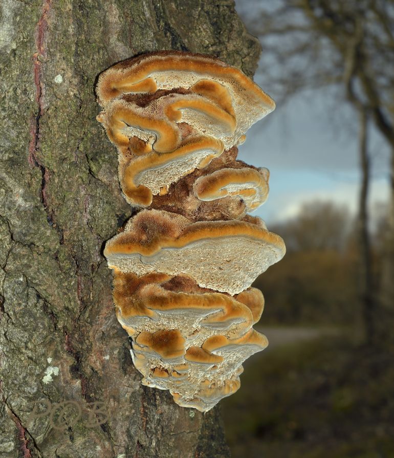 Vosrode weerschijnzwam