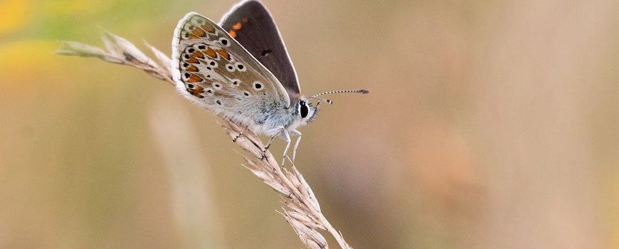 Systeemanalyse als basis voor het beheer van het Brabantse waterwingebied Roosendaal