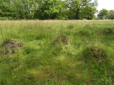 Ant mounds of the yellow meadow ant provide a wide variety of microhabitats