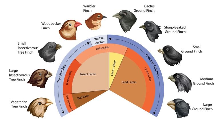 Dankzij deze vinken kreeg de evolutietheorie vorm in het hoofd van Charles Darwin