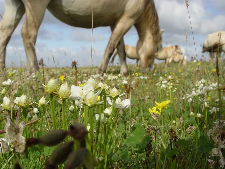 Konikpaarden begrazen Hompelvoet, waar je uitgestrekte velden met witte parnassia vindt