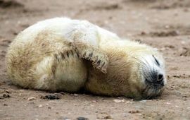 Grijze zeehond, pup