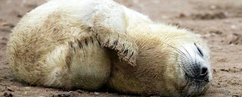 Grijze zeehond, pup