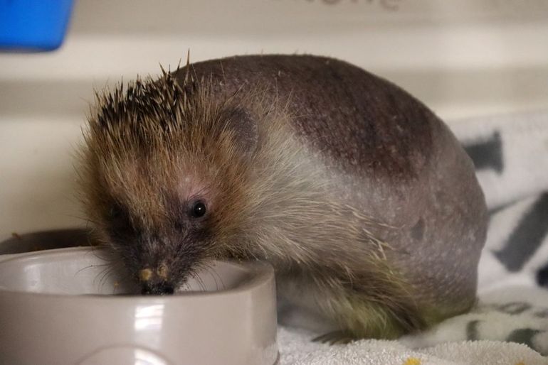 Een 'blote' egel, deze vorm van kaalheid wordt vaak veroorzaakt door een schimmelinfectie en schurft