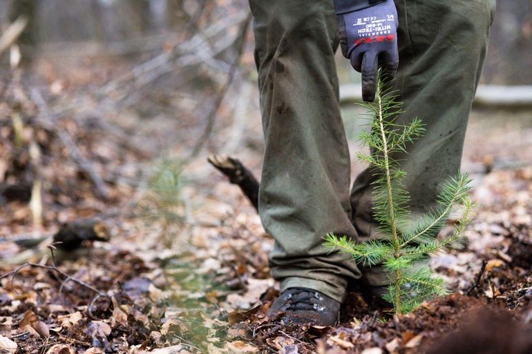 Herplanten van lariks met een plantbuis
